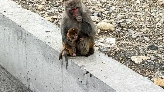 护栏边的猴子